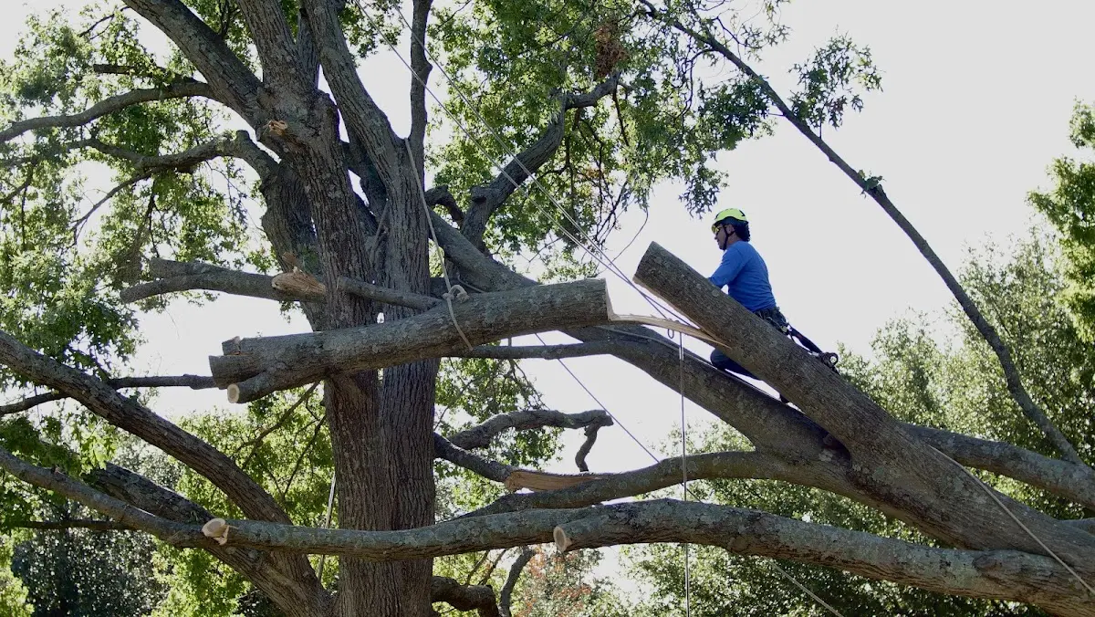 Professional Crown Thinning performed by certified arborists in Sandyville